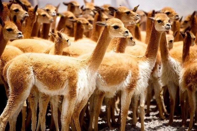 Vicuña: What’s special about the most expensive wool in the world with prices ranging from 400 to 600 USD/kg?